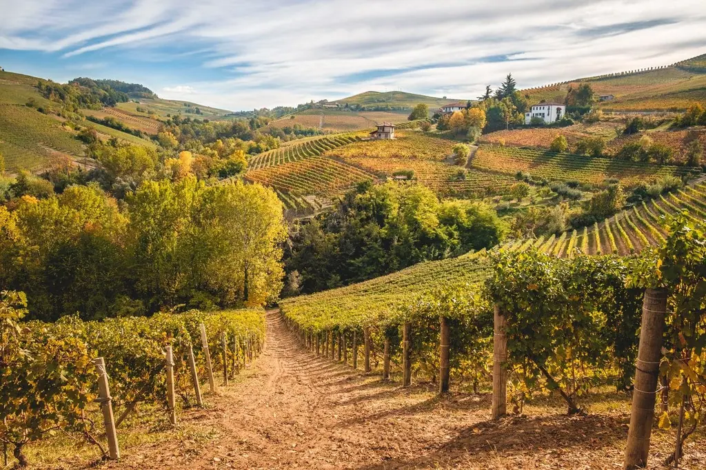 Vignobles de Barolo, dans le Piémont italien