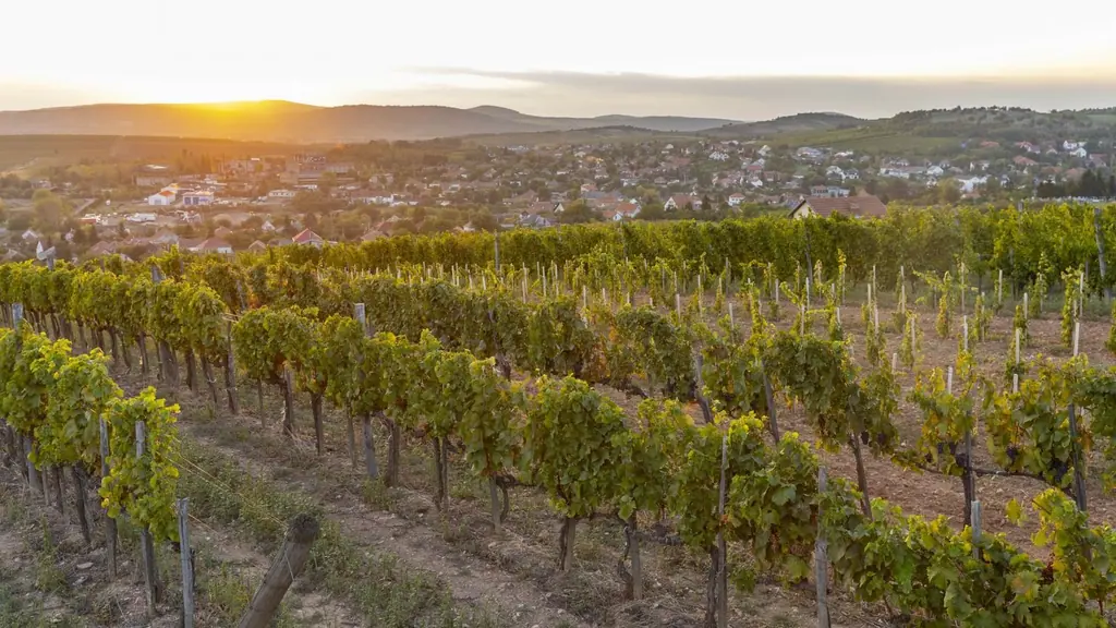 Vignoble de Tokaj, en Hongrie